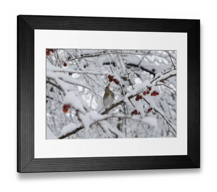 Framed Print : Fieldfare. Krasnodar. Russia