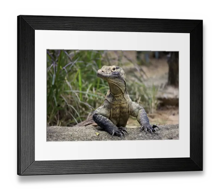 Framed Print : Komodo dragon (Varanus komodoensis)