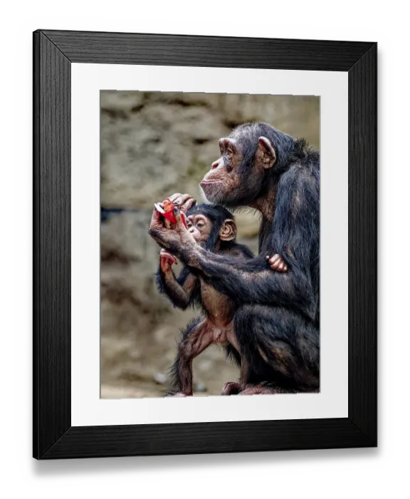 Framed Print : Animal portrait, Western chimpanzee (Pan troglodytes verus) playing with young Framed Print : Animal portrait, Western chimpanzee (Pan troglodytes verus) playing with young