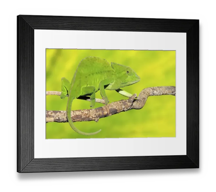 Framed Print : Crested Chameleon (Chamaeleo cristatus)