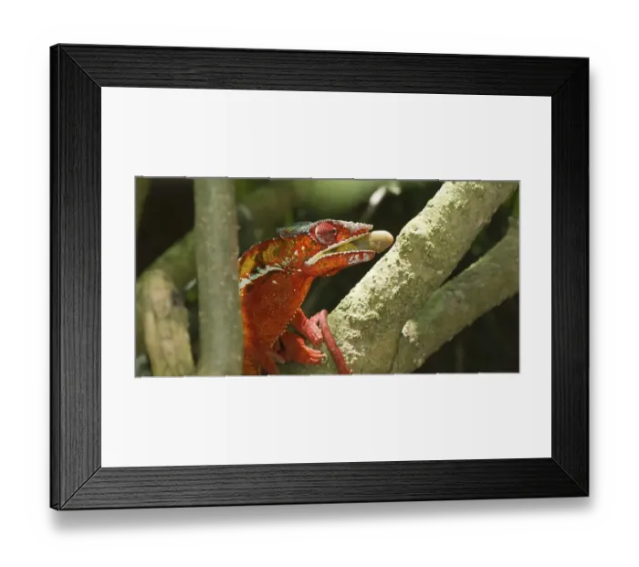 Framed Print : Panther Chameleon (Furcifer pardalis) preparing to catch an insect