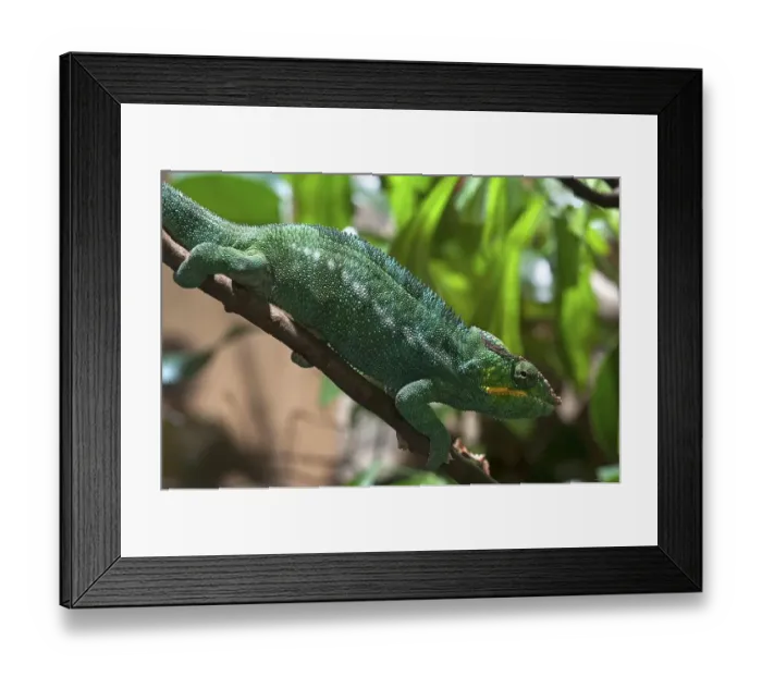Framed Print : Panther Chameleon (Furcifer pardalis) in a terrarium Framed Print : Panther Chameleon (Furcifer pardalis) in a terrarium