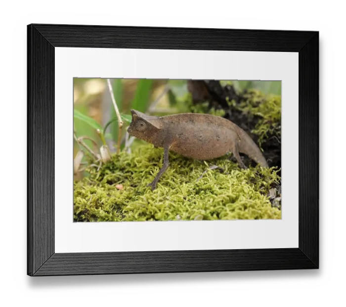 Framed Print : Stump tailed chameleon (Brookesia superciliaris) Framed Print : Stump tailed chameleon (Brookesia superciliaris)