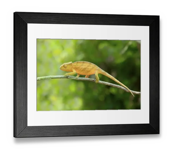 Framed Print : Globe-horned Chameleon (Calumma globifer)