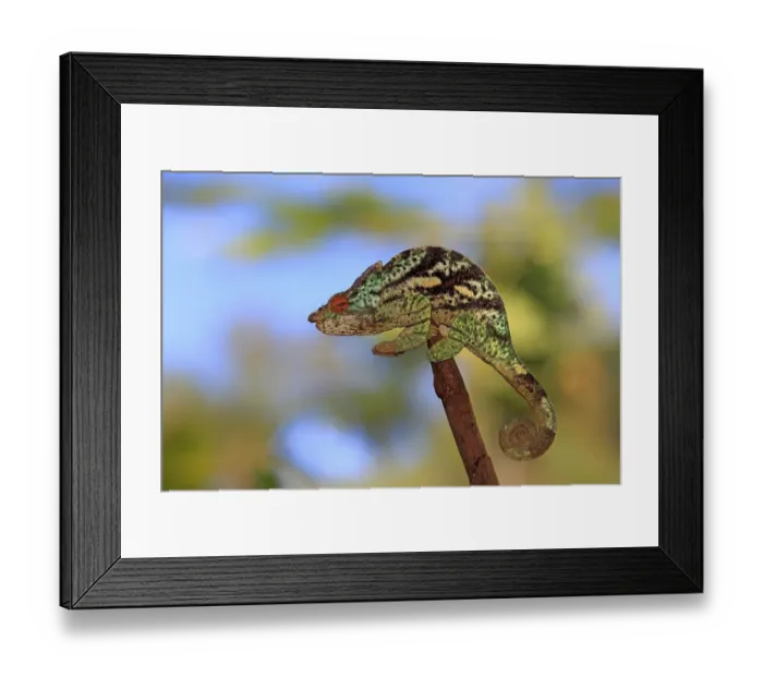 Framed Print : Parson's Chameleon (Calumma parsonii)