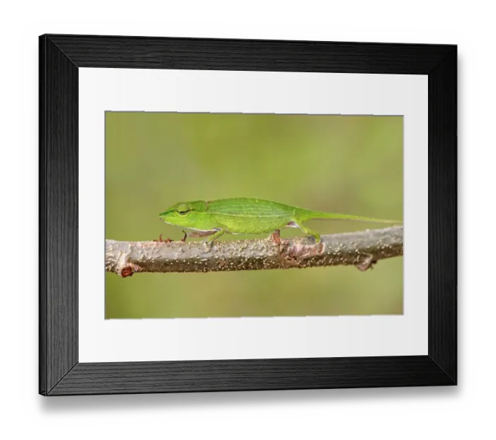 Framed Print : Short-nosed Chameleon (Calumma gastrotaenia) Framed Print : Short-nosed Chameleon (Calumma gastrotaenia)