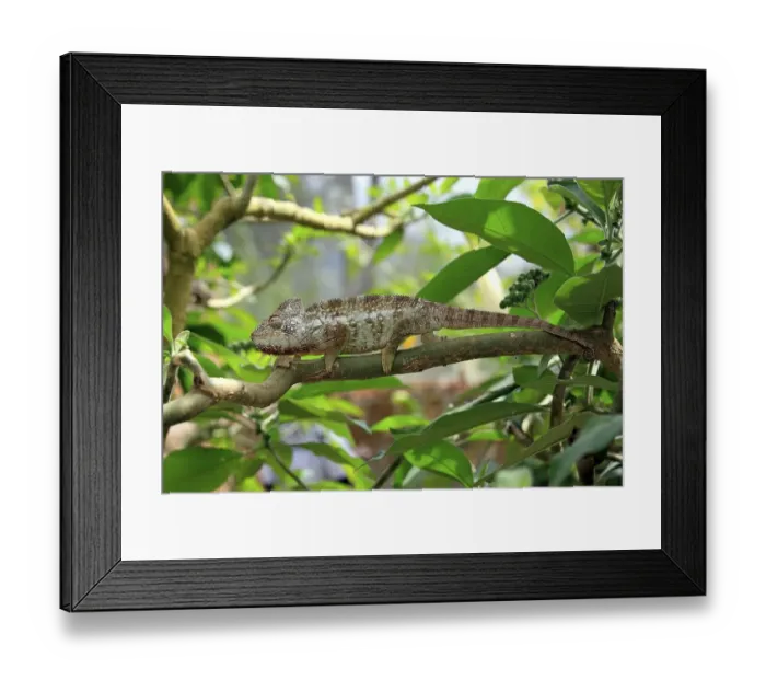 Framed Print : Oustalet's or Malagasy Giant Chameleon (Furcifer oustaleti)