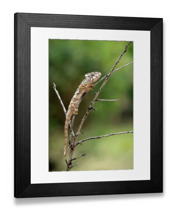 Framed Print : Warty Chameleon (Furcifer verrucosus) Framed Print : Warty Chameleon (Furcifer verrucosus)