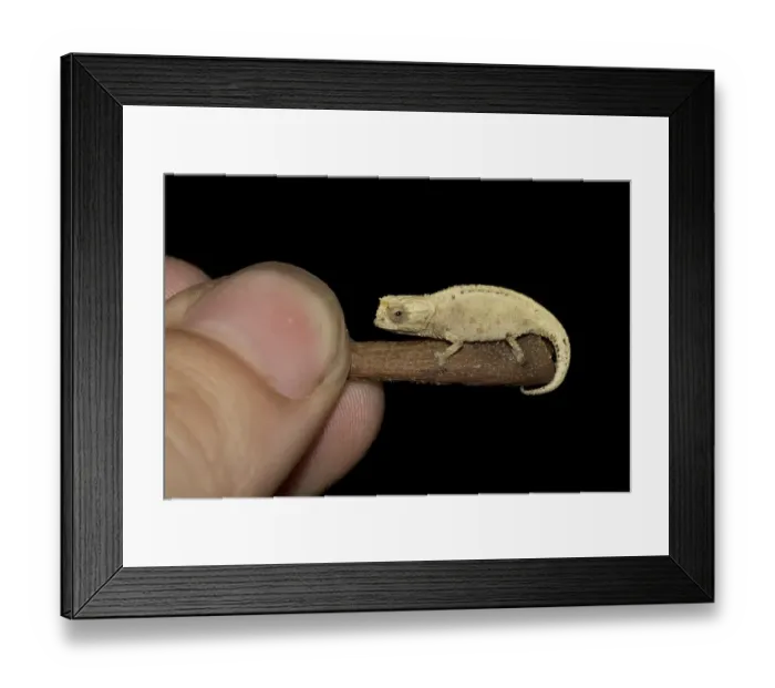 Framed Print : Mount d'Ambre Leaf Chameleon (Brookesia tuberculata) on a twig which is held by a hand