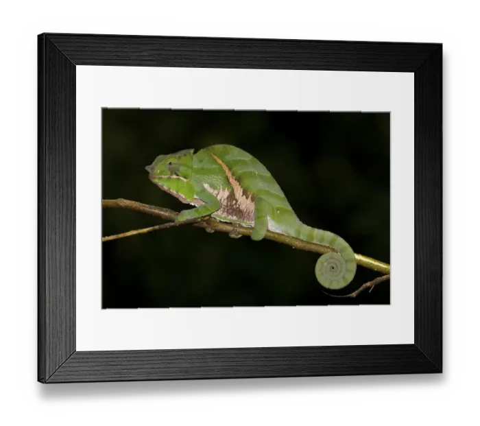 Framed Print : Chameleon (Furcifer balteatus) Framed Print : Chameleon (Furcifer balteatus)