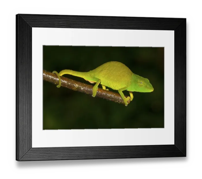 Framed Print : Chameleon (Calumma glawi), female
