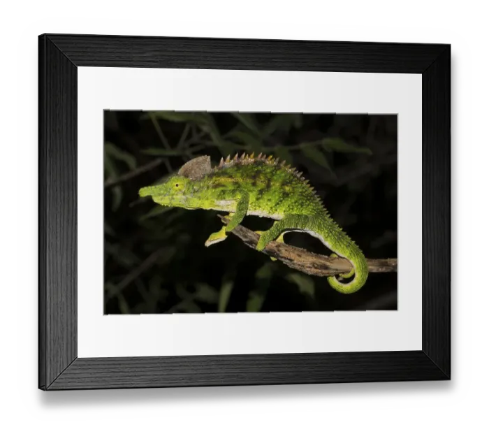 Framed Print : Antimena chameleon (Furcifer antimena)