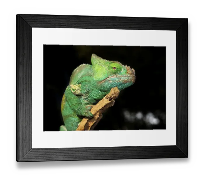 Framed Print : Parson's Chameleon (Calumma parsonii) Framed Print : Parson's Chameleon (Calumma parsonii)