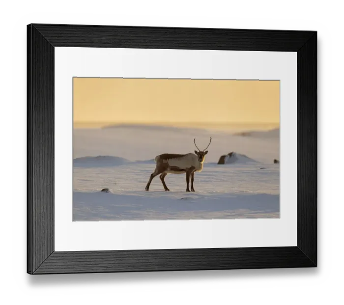Framed Print : Reindeer (Rangifer tarandus) foraging in snow-covered winter landscape at sunset Framed Print : Reindeer (Rangifer tarandus) foraging in snow-covered winter landscape at sunset