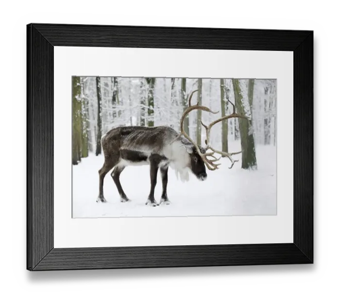 Framed Print : Reindeer (Rangifer tarandus), male in winter Framed Print : Reindeer (Rangifer tarandus), male in winter