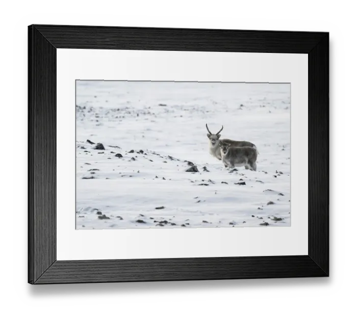 Framed Print : Spitsbergen reindeer with calf in a wintery snowy landscape Framed Print : Spitsbergen reindeer with calf in a wintery snowy landscape