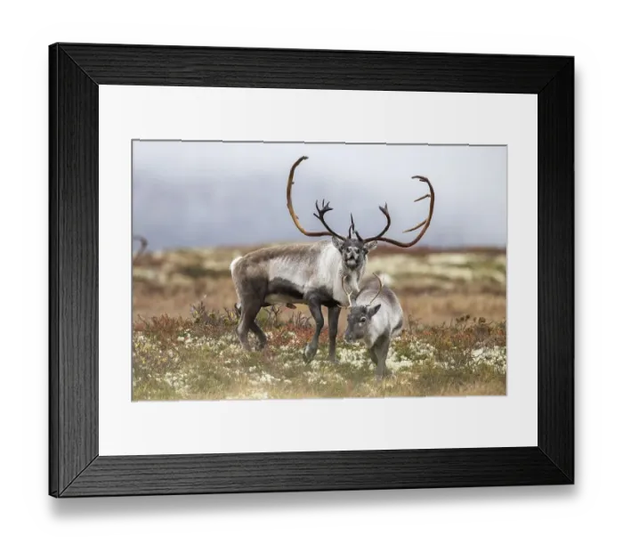 Framed Print : Wild mountain reindeer (Rangifer tarandus tarandus)