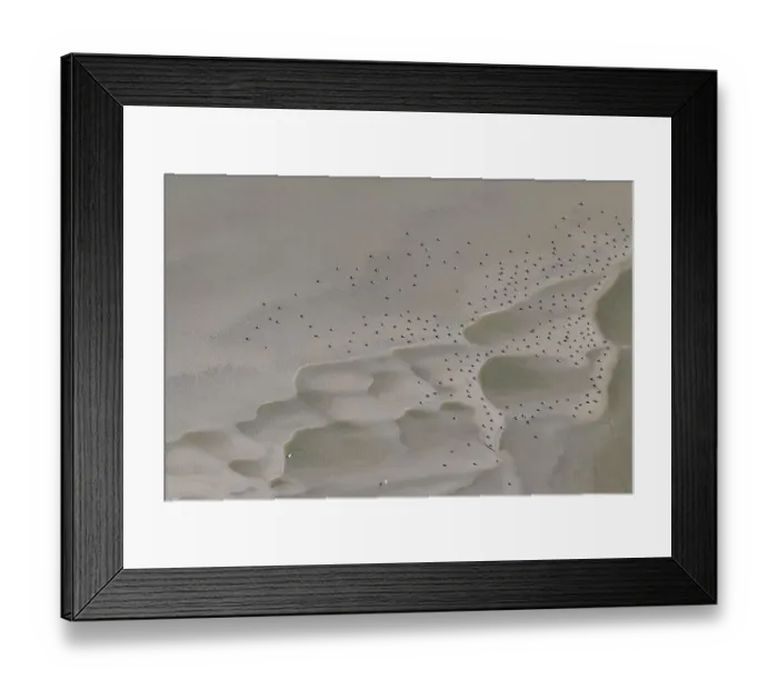Framed Print : Resting flock of common eiders (Somateria mollissima) Framed Print : Resting flock of common eiders (Somateria mollissima)
