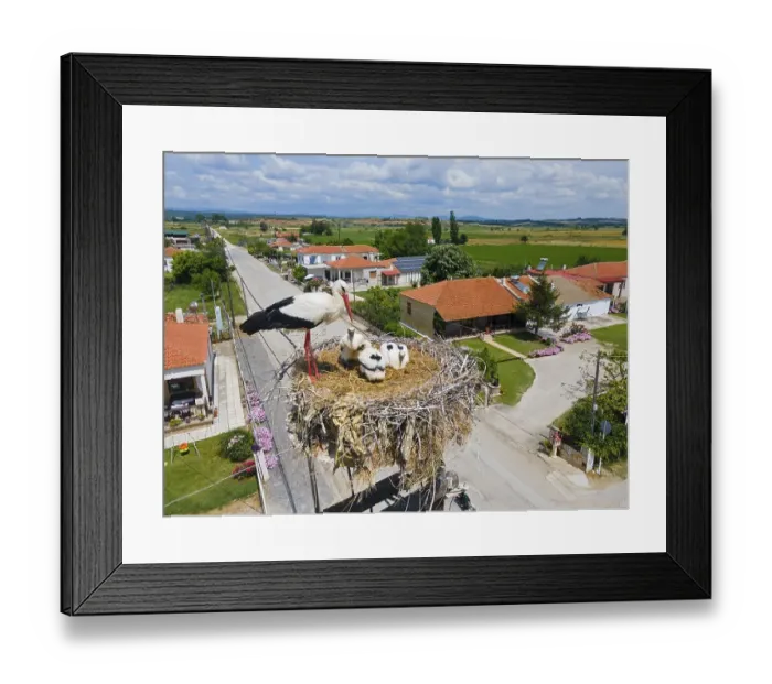 Framed Print : Aerial view, storks in nest, stork village Poros Framed Print : Aerial view, storks in nest, stork village Poros