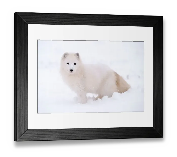 Framed Print : Arctic Fox (Alopex lagopus) (Vulpes lagopus), side