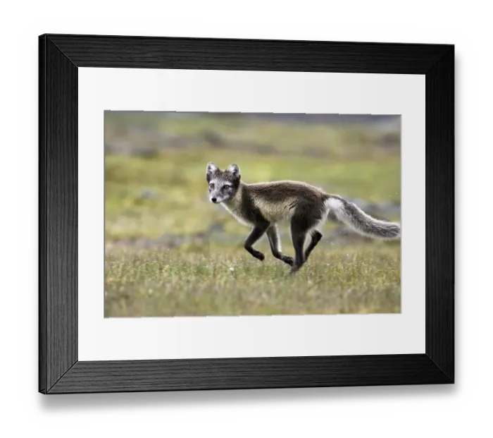 Framed Print : Arctic fox, (Alopex lagopus), summer fur