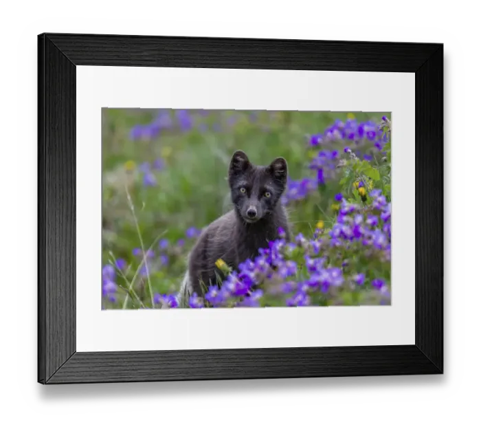 Framed Print : Dark arctic fox (Vulpes lagopus)