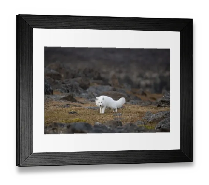 Framed Print : Arctic fox (Vulpes lagopus) in winter coat