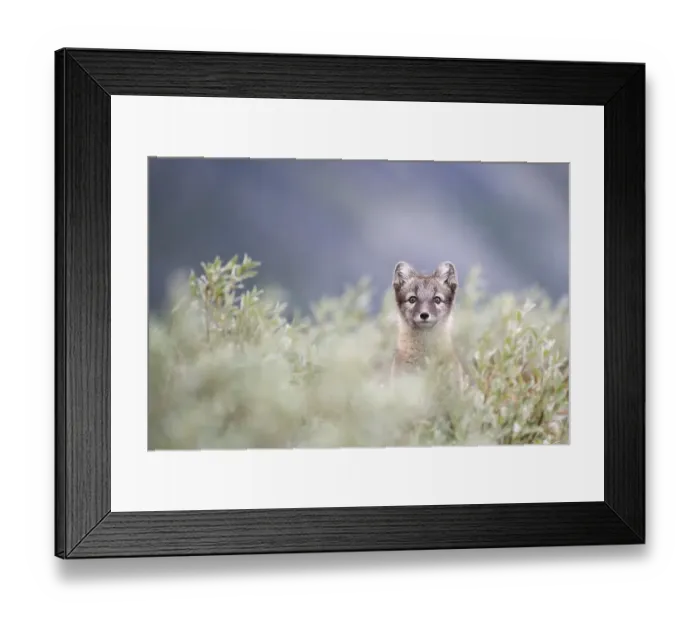 Framed Print : Young arctic fox (Vulpes lagopus)