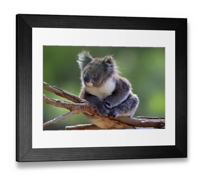 Framed Print : Koala (Phascolarctos cinereus)