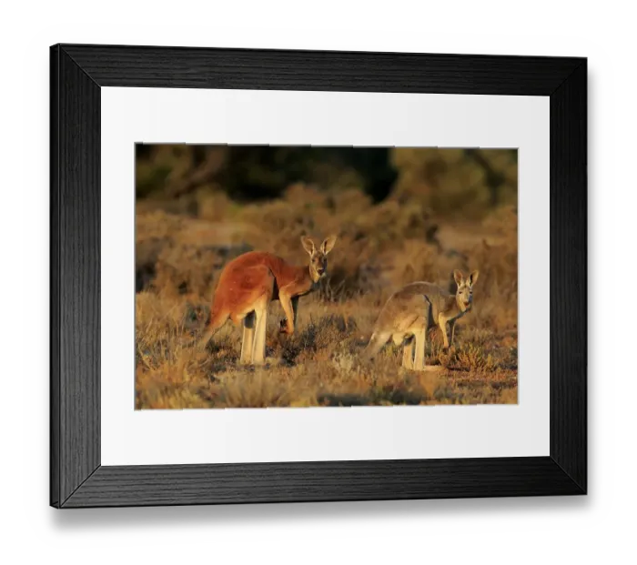 Framed Print : Red kangaroos (Macropus rufus)