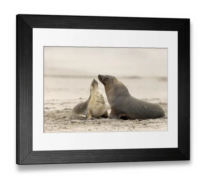 Framed Print : Australian sea lion (Neophoca cinerea) Framed Print : Australian sea lion (Neophoca cinerea)