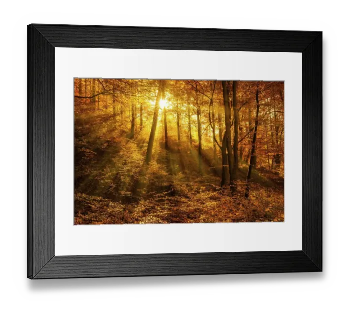 Framed Print : Morning haze in autumn forest, golden light Framed Print : Morning haze in autumn forest, golden light