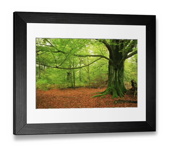 Framed Print : Primeval forest with huge old moss-covered beech