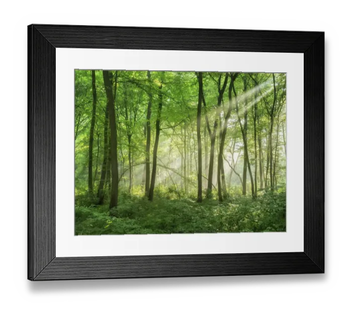 Framed Print : Natural deciduous forest of oaks