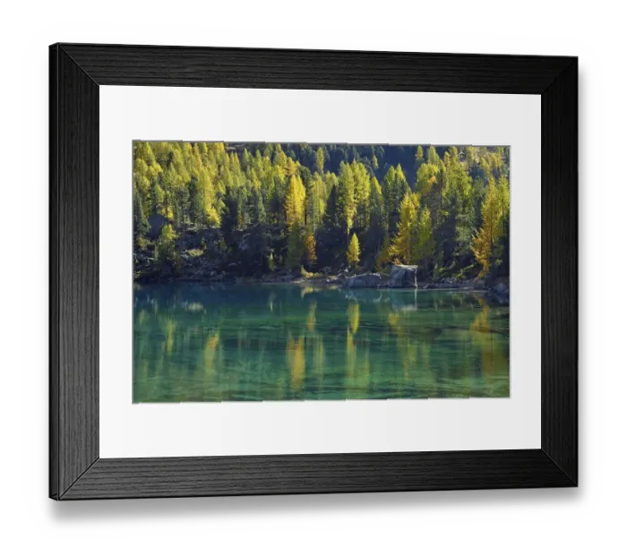 Framed Print : Laerchenwald, Larch Forest reflected in the Lago di Saoseo Lake
