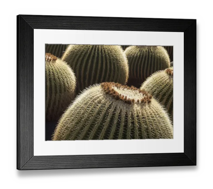 Framed Print : Cactus plants inside Jardin de Cactus designed by Cesar Manrique Framed Print : Cactus plants inside Jardin de Cactus designed by Cesar Manrique