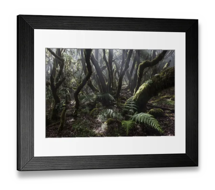 Framed Print : Mist in the cloud forest, laurel forest Framed Print : Mist in the cloud forest, laurel forest