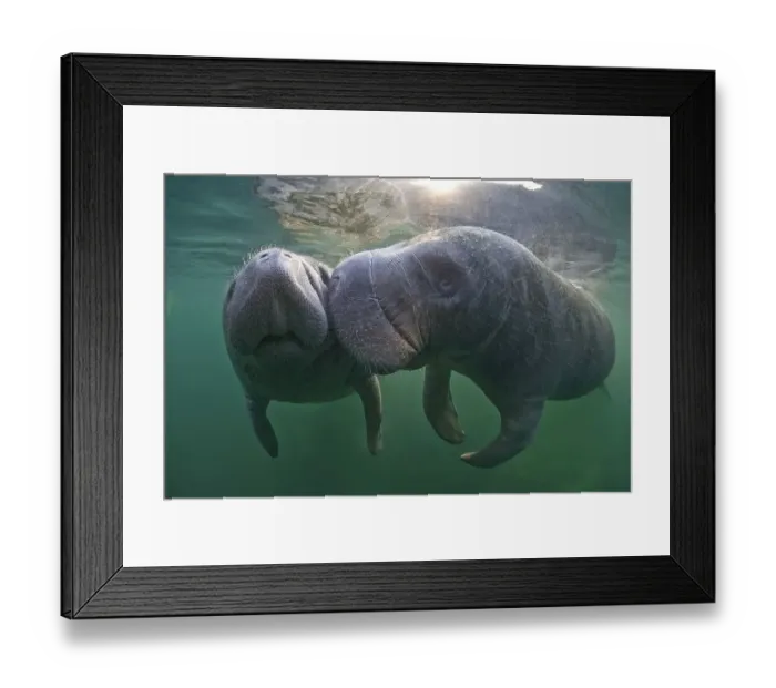 Framed Print : West Indian Manatees (Trichechus manatus)