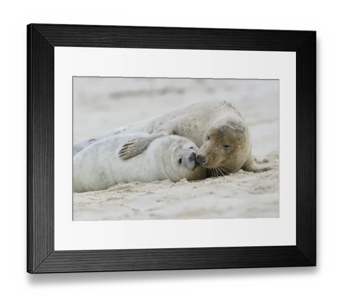 Framed Print : Grey Seals (Halichoerus grypus) Framed Print : Grey Seals (Halichoerus grypus)