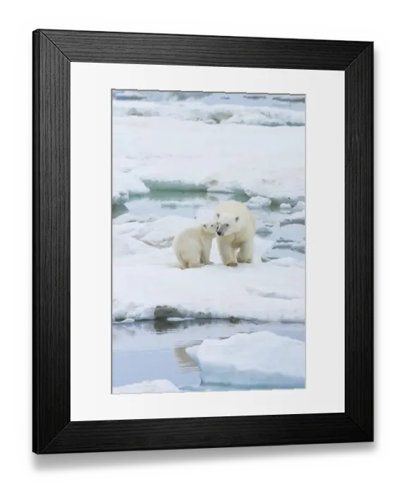 Framed Print : Polar Bears (Ursus maritimus) walking on an ice floe near Wrangel Island Framed Print : Polar Bears (Ursus maritimus) walking on an ice floe near Wrangel Island