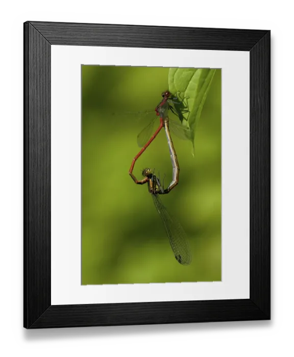 Framed Print : Large Red Damselfly (Pyrrhosoma nymphula) Framed Print : Large Red Damselfly (Pyrrhosoma nymphula)
