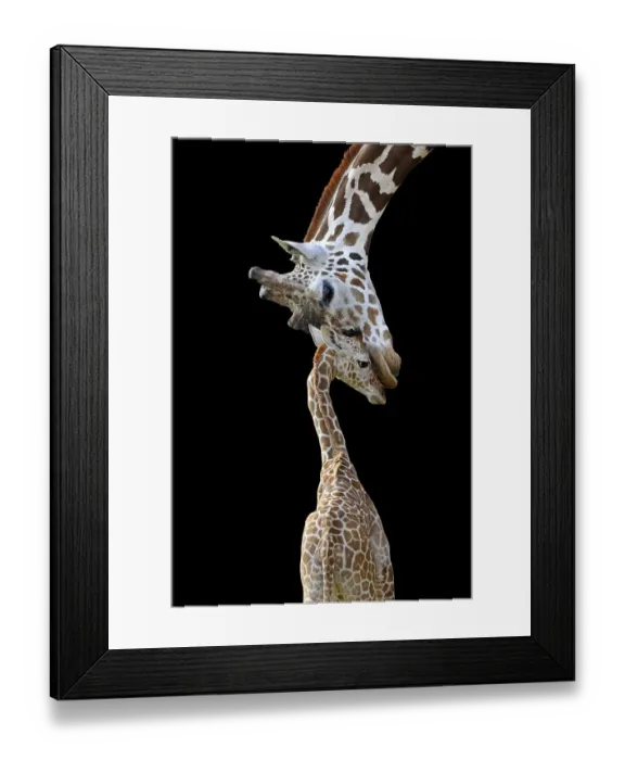Framed Print : Somali Giraffes or Reticulated Giraffes (Giraffa camelopardalis reticulata)