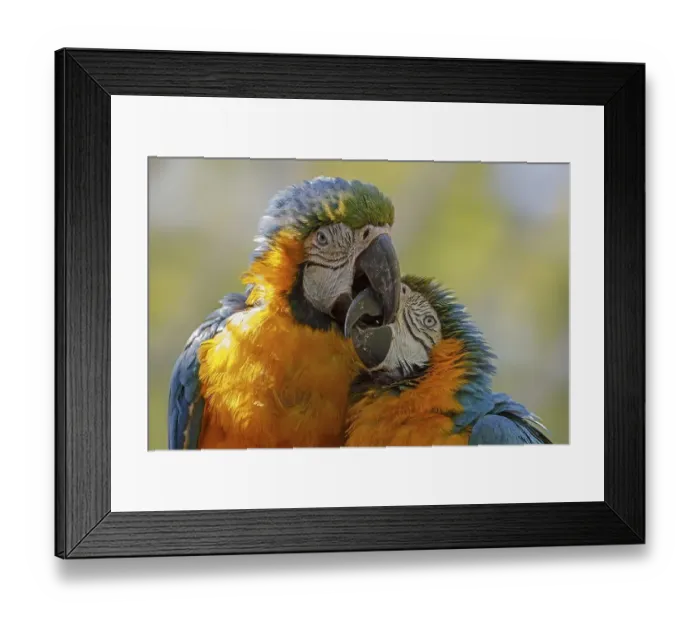 Framed Print : Blue and yellow macaws (Ara ararauna) Framed Print : Blue and yellow macaws (Ara ararauna)