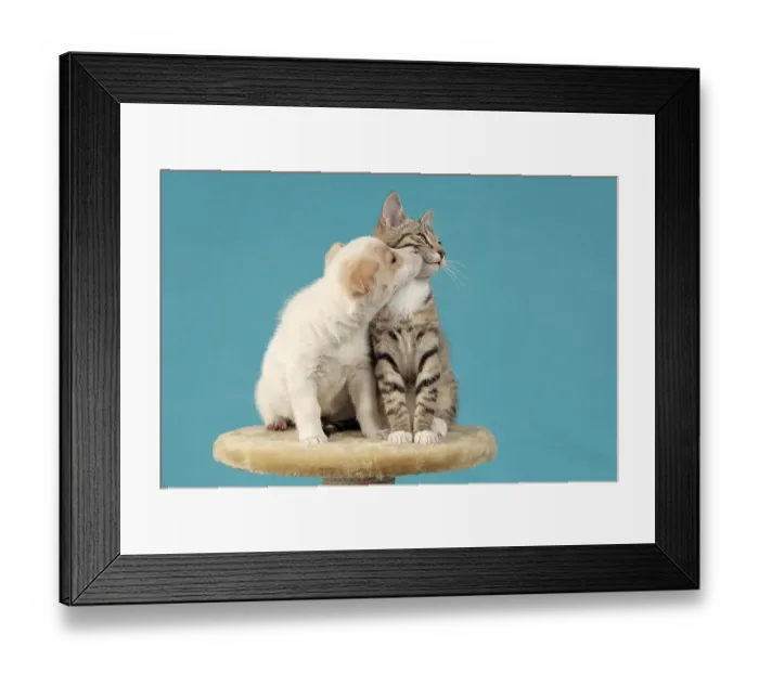 Framed Print : A pup kissing a kitten Framed Print : A pup kissing a kitten
