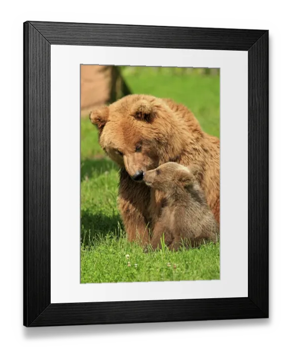 Framed Print : Brown Bears (Ursus arctos), female with a cub Framed Print : Brown Bears (Ursus arctos), female with a cub