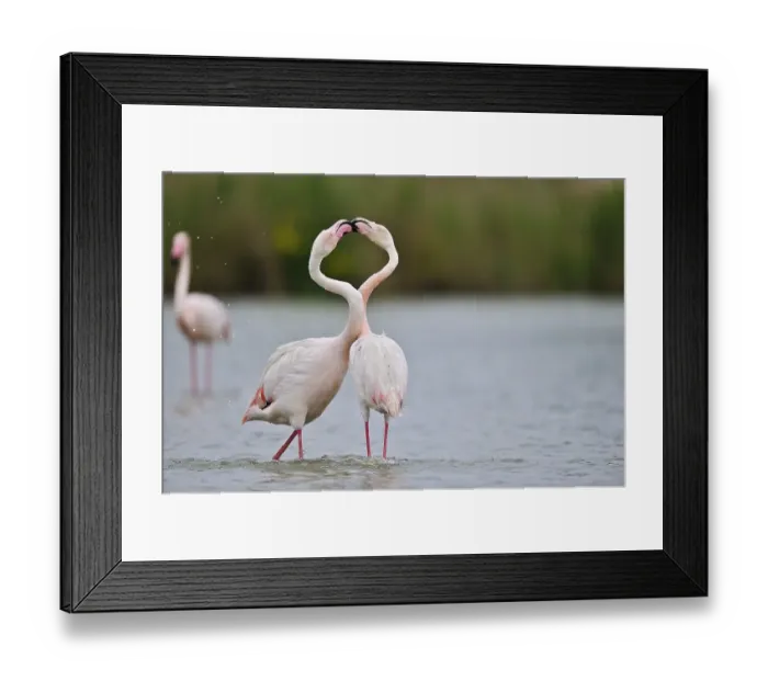 Framed Print : Greater Flamingos (Phoenicopterus ruber)