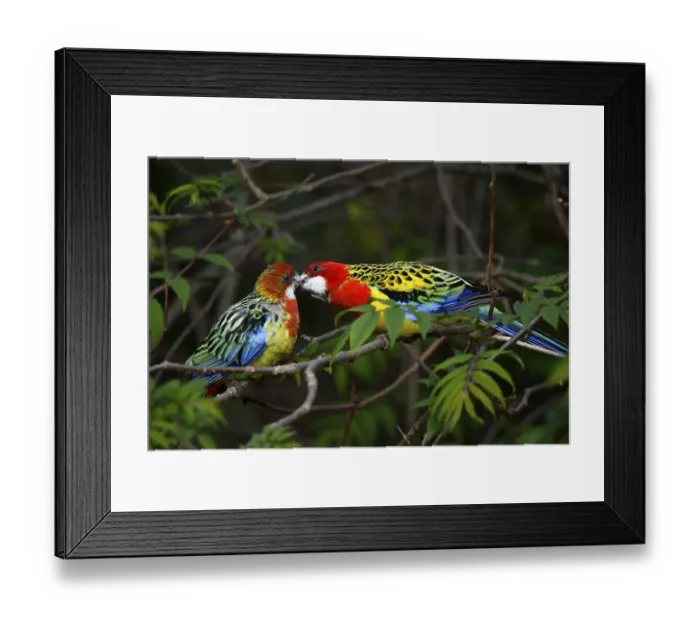 Framed Print : Eastern rosella (Platycercus eximius)