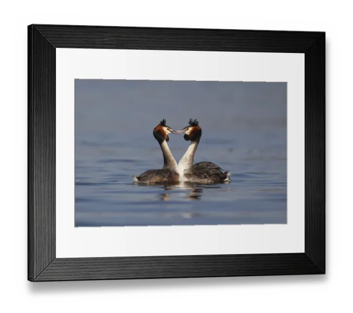 Framed Print : Great crested grebe (Podiceps cristatus) two adult birds performing their courtship display
