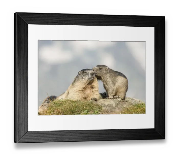 Framed Print : Two alpine marmots (Marmota marmota) Framed Print : Two alpine marmots (Marmota marmota)