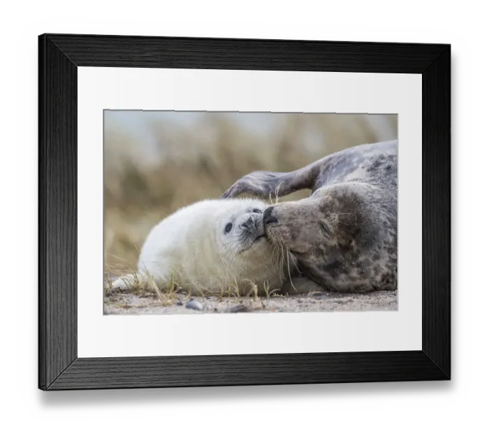 Framed Print : Grey seals (Halichoerus grypus) on the beach Framed Print : Grey seals (Halichoerus grypus) on the beach